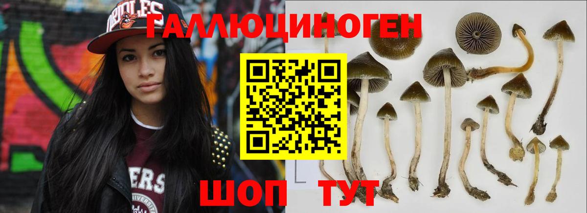 Галлюциногенные грибы Psilocybe Салехард